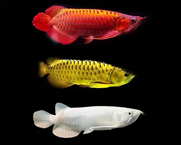 Arowana fish tank for sale online